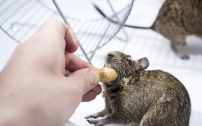Czym karmić myszki hodowlane, aby były zdrowe?