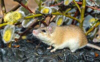 Ile młodych może mieć szczurza mama?