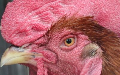 Jak wygląda kura rasy Rosa – charakterystyka rzadkiej odmiany