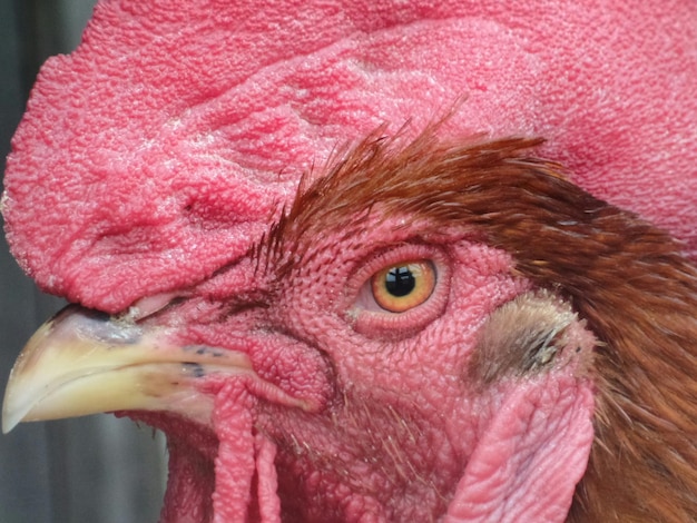 Jak wygląda kura rasy Rosa - charakterystyka rzadkiej odmiany