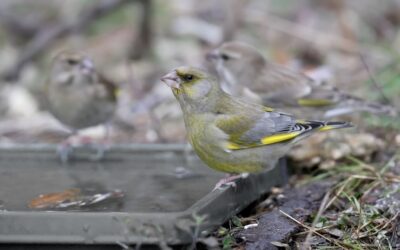 Jak wyglądają ptaki polskie w ich naturalnym środowisku?