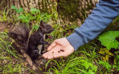 Wiewiórka pospolita w Europie – jakie zagrożenia czyhają na ten gatunek?