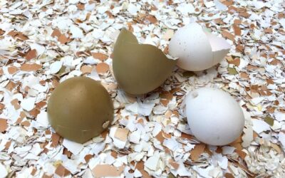 Jak często kury z wolnego wybiegu znoszą jaja?