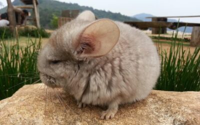 Od kiedy królik miniaturka uznawany jest za dorosłego?