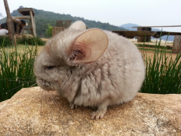 Od kiedy królik miniaturka uznawany jest za dorosłego?