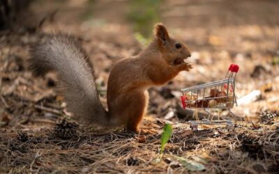 Czym żywią się wiewiórki Hudsona w swoim naturalnym środowisku?