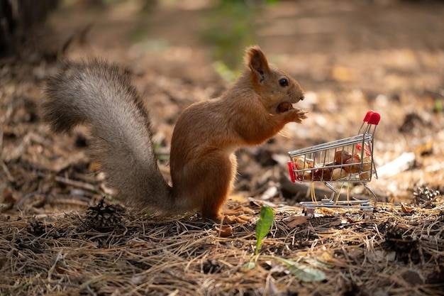 Czym żywią się wiewiórki Hudsona w swoim naturalnym środowisku?