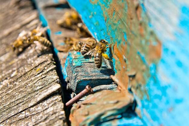 Jak skutecznie usunąć żywicę z drewna?