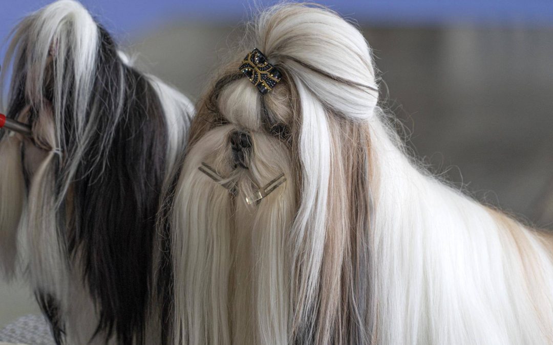 Jak długo możesz cieszyć się towarzystwem psa rasy shih tzu?
