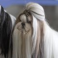 Jak długo możesz cieszyć się towarzystwem psa rasy shih tzu?